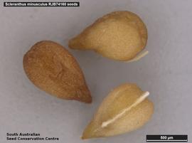   Seeds:   Scleranthus minusculus ; Photo by South Australian Seed Conservation Centre, used with permission
